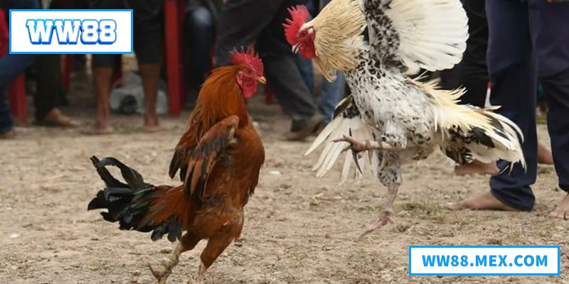 Đá Gà WW88 – Sân Chơi Hấp Dẫn Dành Cho Các Kê Thủ