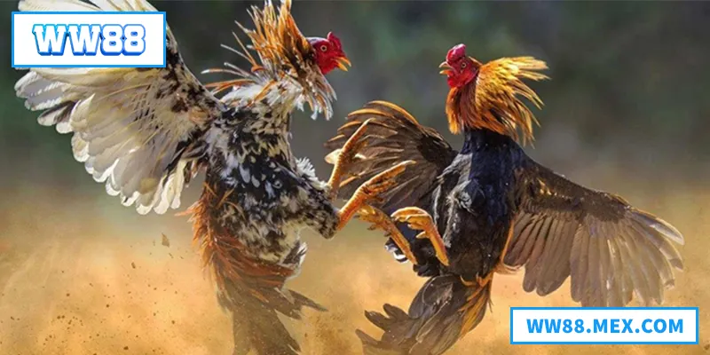 Khám phá đá gà WW88 – nơi đam mê, kịch tính và chiến thắng hội tụ