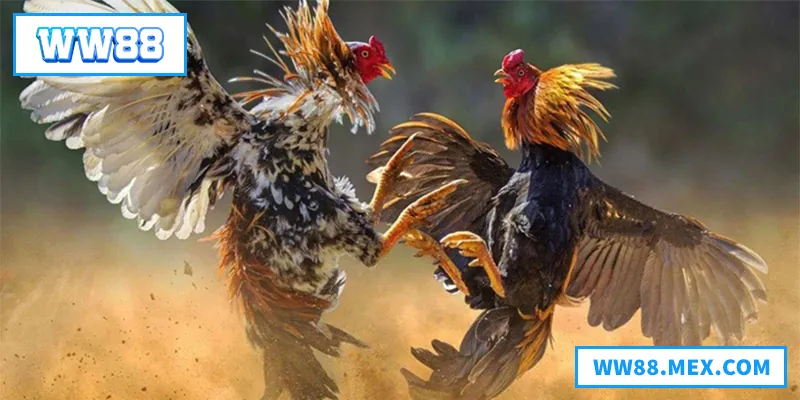 Trải nghiệm đá gà Thomo đỉnh cao với kèo hấp dẫn và chiến thuật cực hay